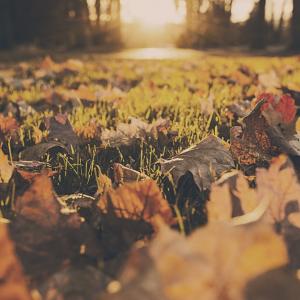 Hoe kan ik mijn groente- / kruidentuin verzorgen in oktober?